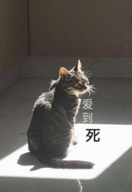 爱到死电影完整版免费观看
